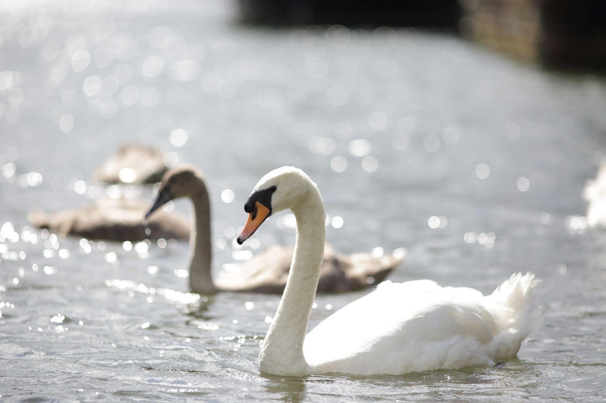 Hotel The Runnymede On Thames (adults Only)